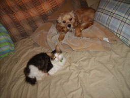 DebS cat & dog 2