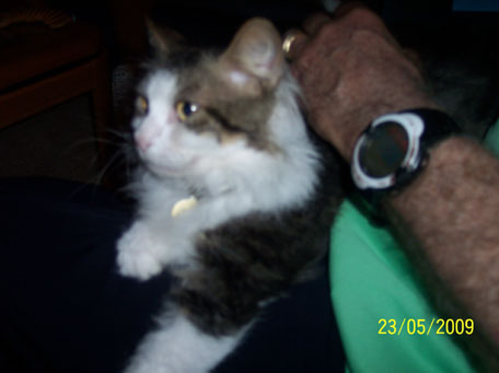 Debbie's little Munchkins kitty