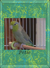 PETIE202 PETIE202