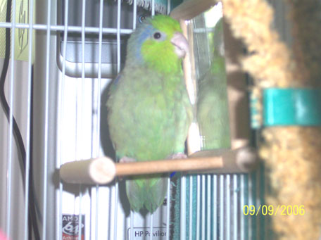 Petie on his perch Petie on his perch