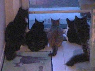 cats looking-front door