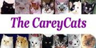 CareyCats1