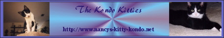 kittykondo2